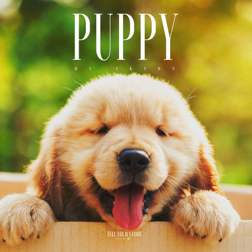 Puppy